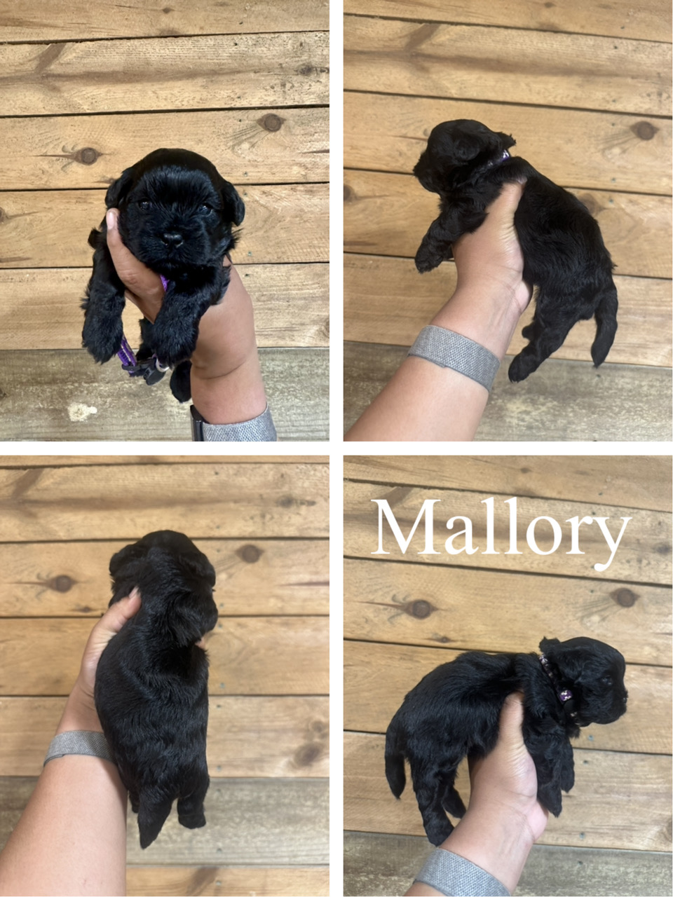 Mallory 1